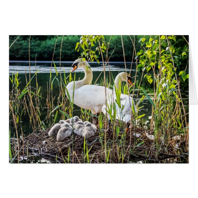 Swans & Cygnets (Front Horizontal)