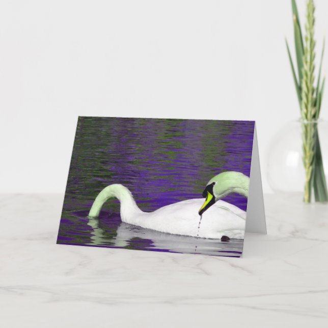 Swans Feeding All Occasions  Card (Front)