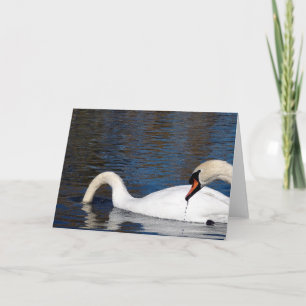 Swans Feeding Card