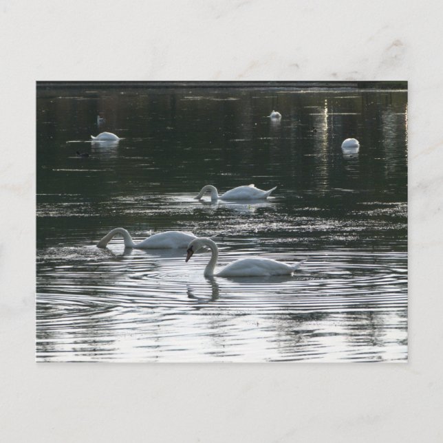 Swans Feeding, Roath Park Lake, Cardiff Postcard (Front)