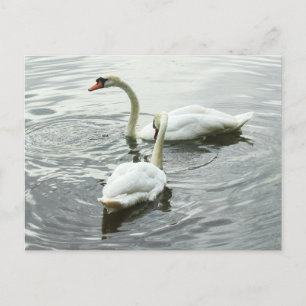 Swans Feeding. Roath Park Lake, Cardiff, Wales Postcard