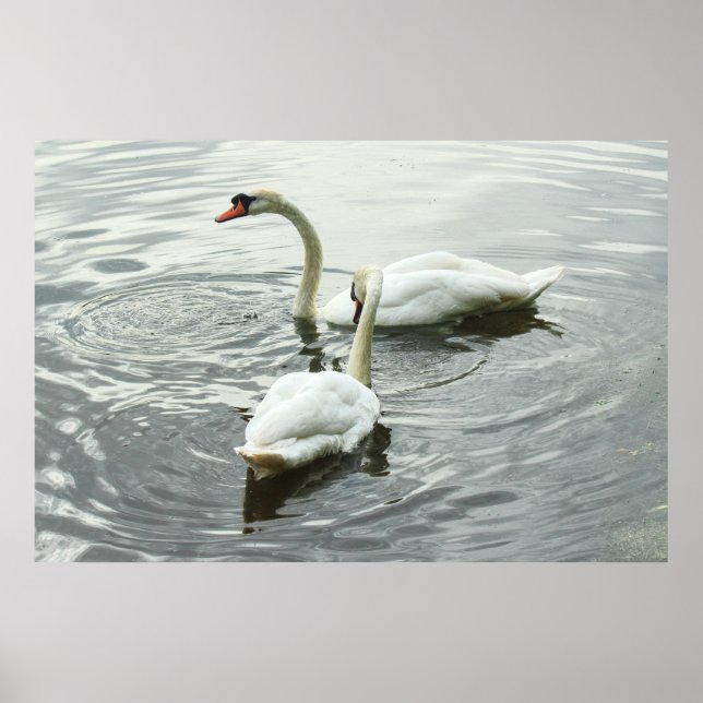 Swans Feeding. Roath Park Lake, Cardiff, Wales Poster (Front)