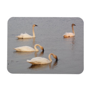 Swans Fishing Flexible Photo Magnet
