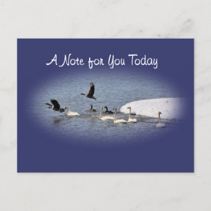 Swans & Geese Postcard-oval- customise Postcard