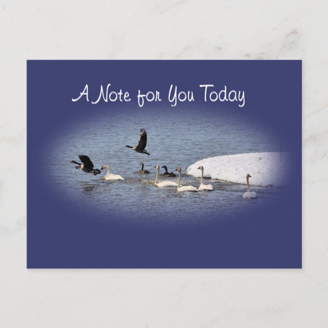 Swans & Geese Postcard-oval- customise Postcard (Front)