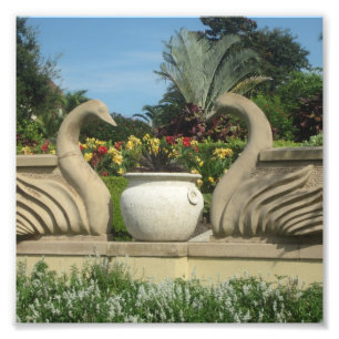Swans Guarding Hollis Gardens on a Photo Print