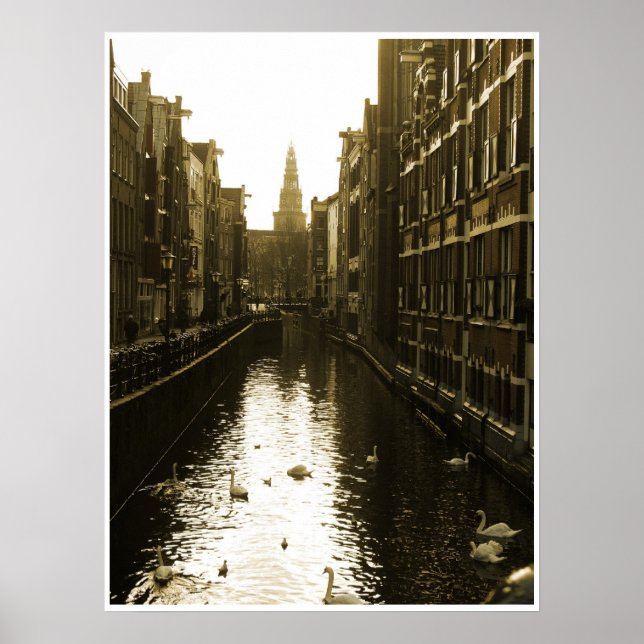 Swans in Amsterdam Canal at Dawn Poster Art (Front)