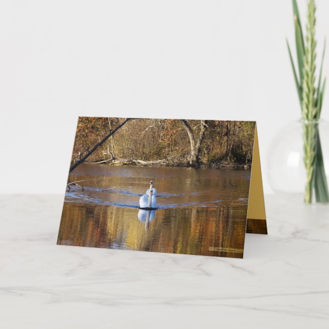 Swans in Autumn Card (Front)