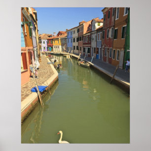 Swans in canal, Burano Island, Venice, Italy Poster