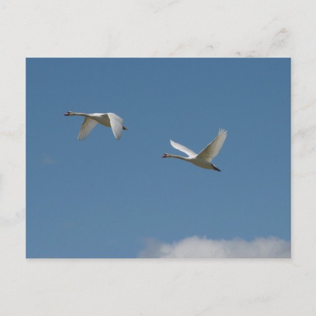 Swans in Flight Postcard (Front)