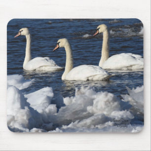 Swans in Icey River Mouse Pad
