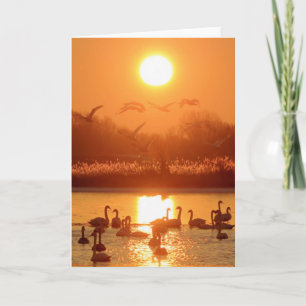 Swans in Lake at Sunset Card