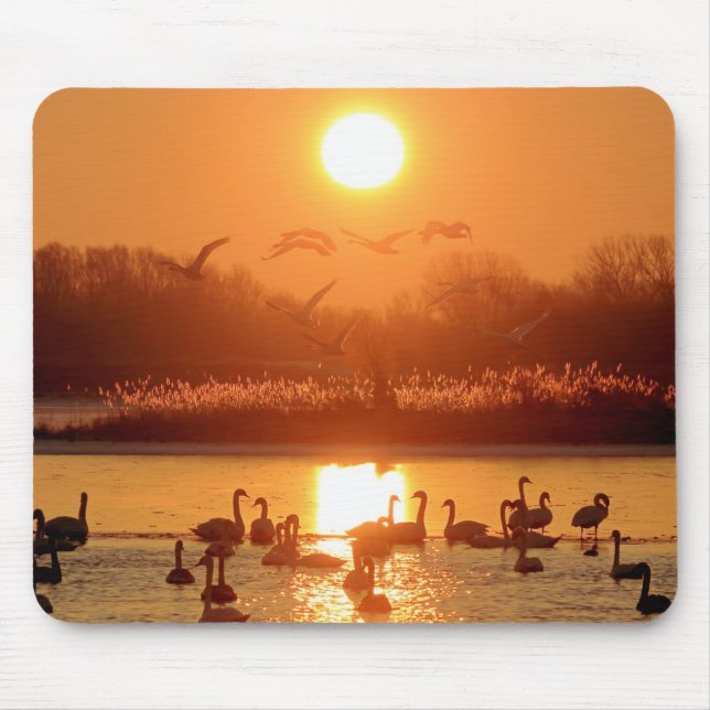 Swans in Lake at Sunset Mouse Pad (Front)