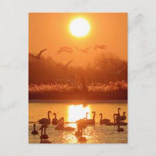 Swans in Lake at Sunset Postcard