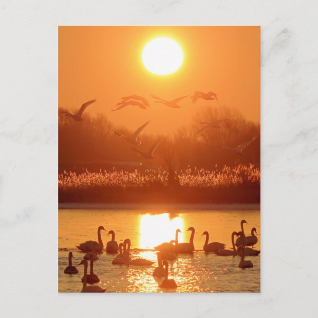 Swans in Lake at Sunset Postcard (Front)