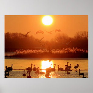 Swans in Lake at Sunset Poster