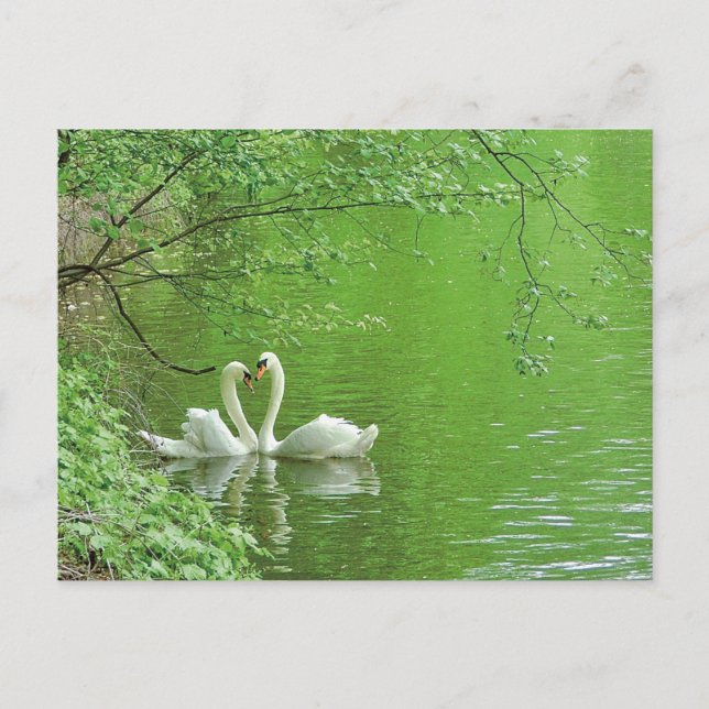 Swans in Love Postcard (Front)