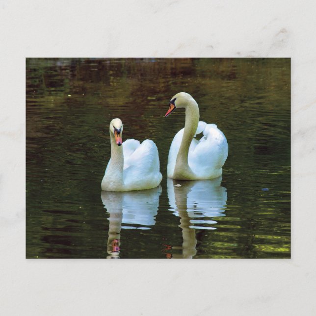 Swans in Love Postcard (Front)