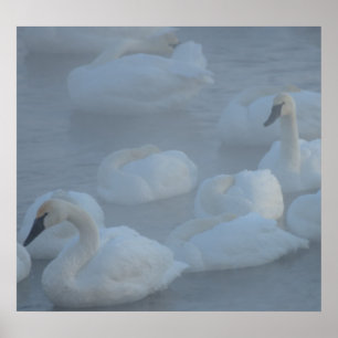 Swans in Morning Fog (Cygnus buccinator) Poster
