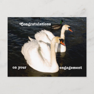 Swans in sunset postcard