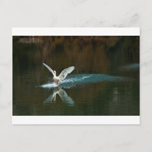 swan's lake postcard