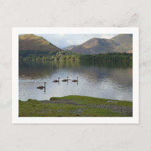 Swans on Derwentwater Postcard