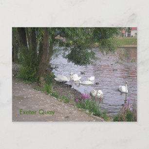 Swans On Exeter Quay Postcard