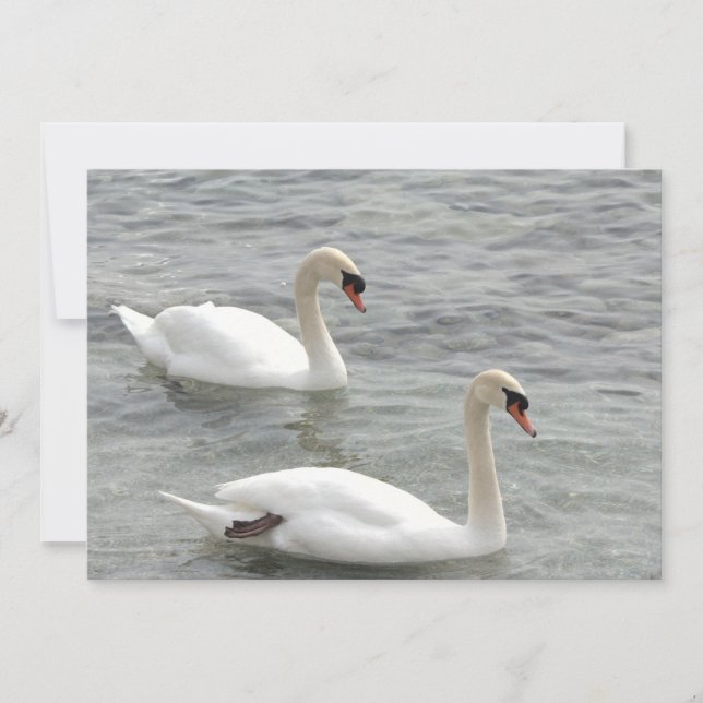 Swans on Lake Card (Front)