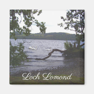 Swans on Loch Lomond Magnet