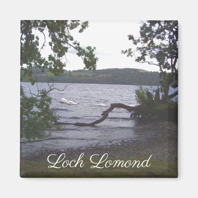 Swans on Loch Lomond Magnet (Front)