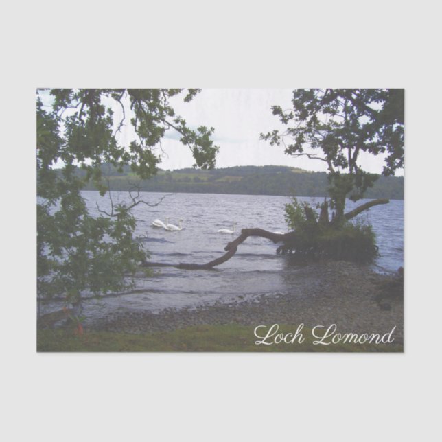 Swans on Loch Lomond Tissue Paper (Front)