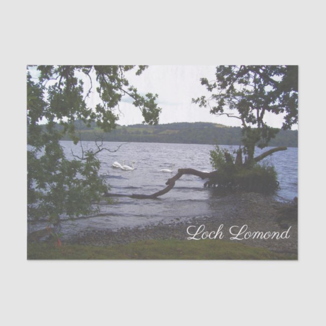 Swans on Loch Lomond Tissue Paper (Front)