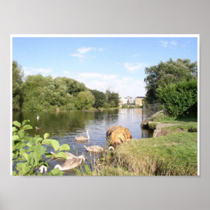 Swans on River Liffey Dublin Ireland Poster