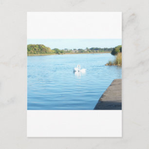 Swans on the River Corrib Postcard