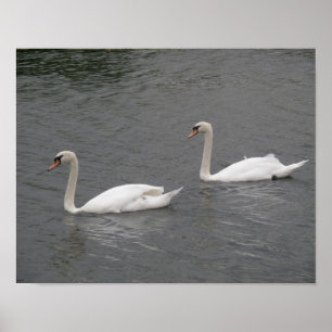 Swans on the River Poster