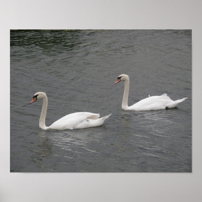 Swans on the River Poster (Front)