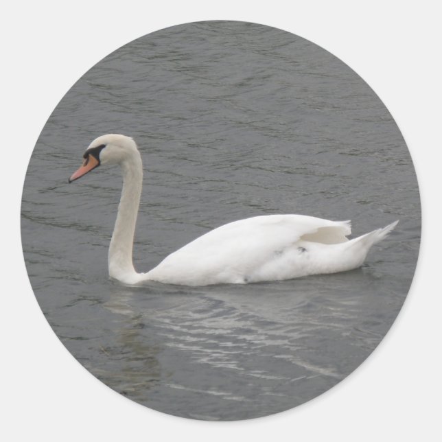Swans on the River Stickers (Front)