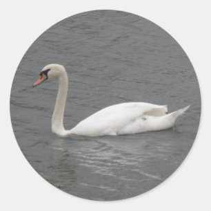 Swans on the River Stickers