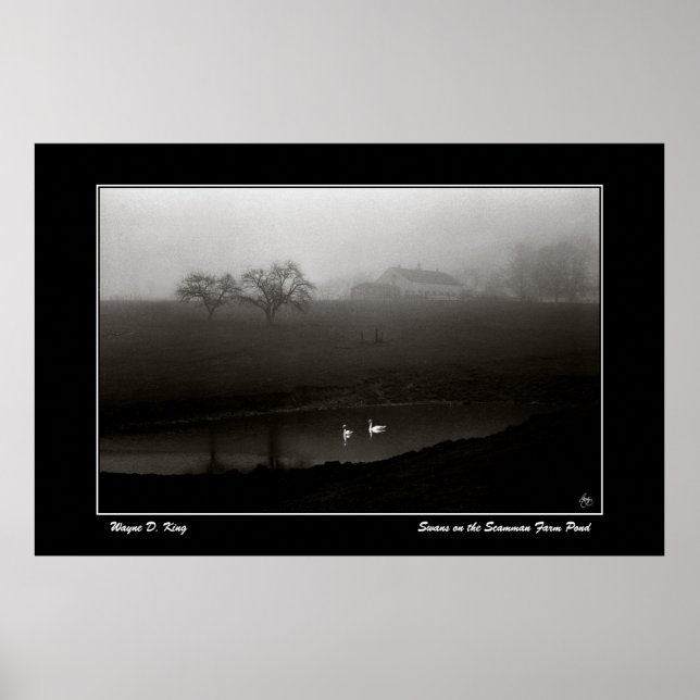 Swans on the Scamman Farm Pond Poster (Front)