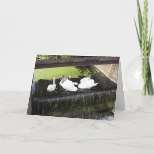 Swans on Weir Card