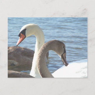 Swans Postcard