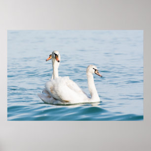 Swans Poster