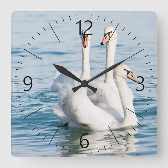 swans square wall clock (Front)