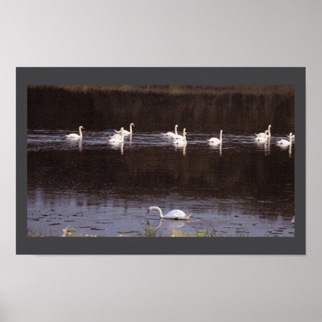 Swans Waterscape Photo Poster (Front)