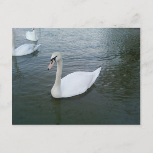 Swans White Postcard