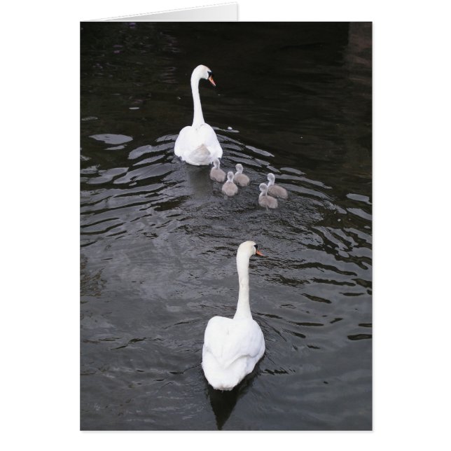 Swans with cygnets (Front)