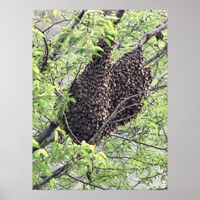 Swarm of Bees Poster (Front)