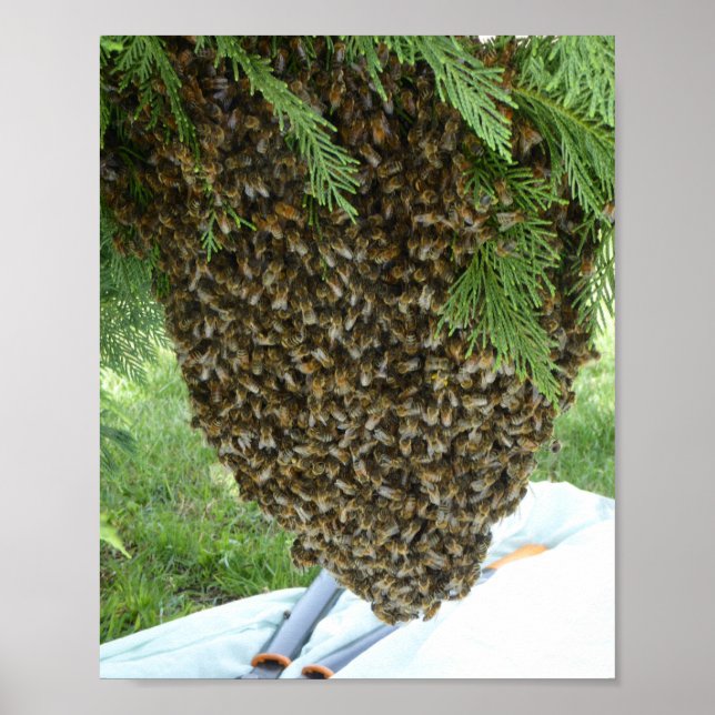 SWARM OF BEES POSTER. Bee freaked out or amazed! Poster (Front)