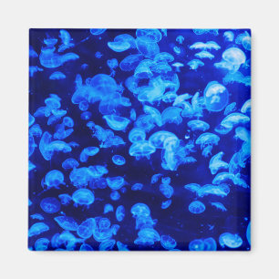 Swarm of Jellyfish Magnet