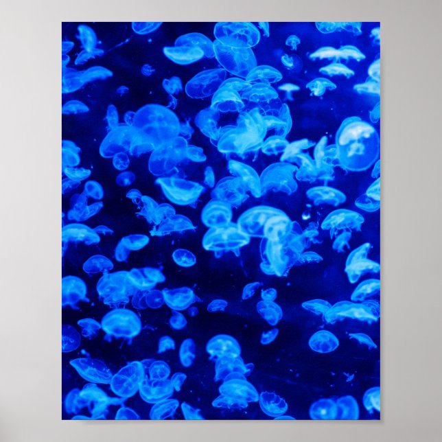 Swarm of Jellyfish Poster (Front)